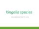 Kingella species: clinical, cultural and biochemical characteristics