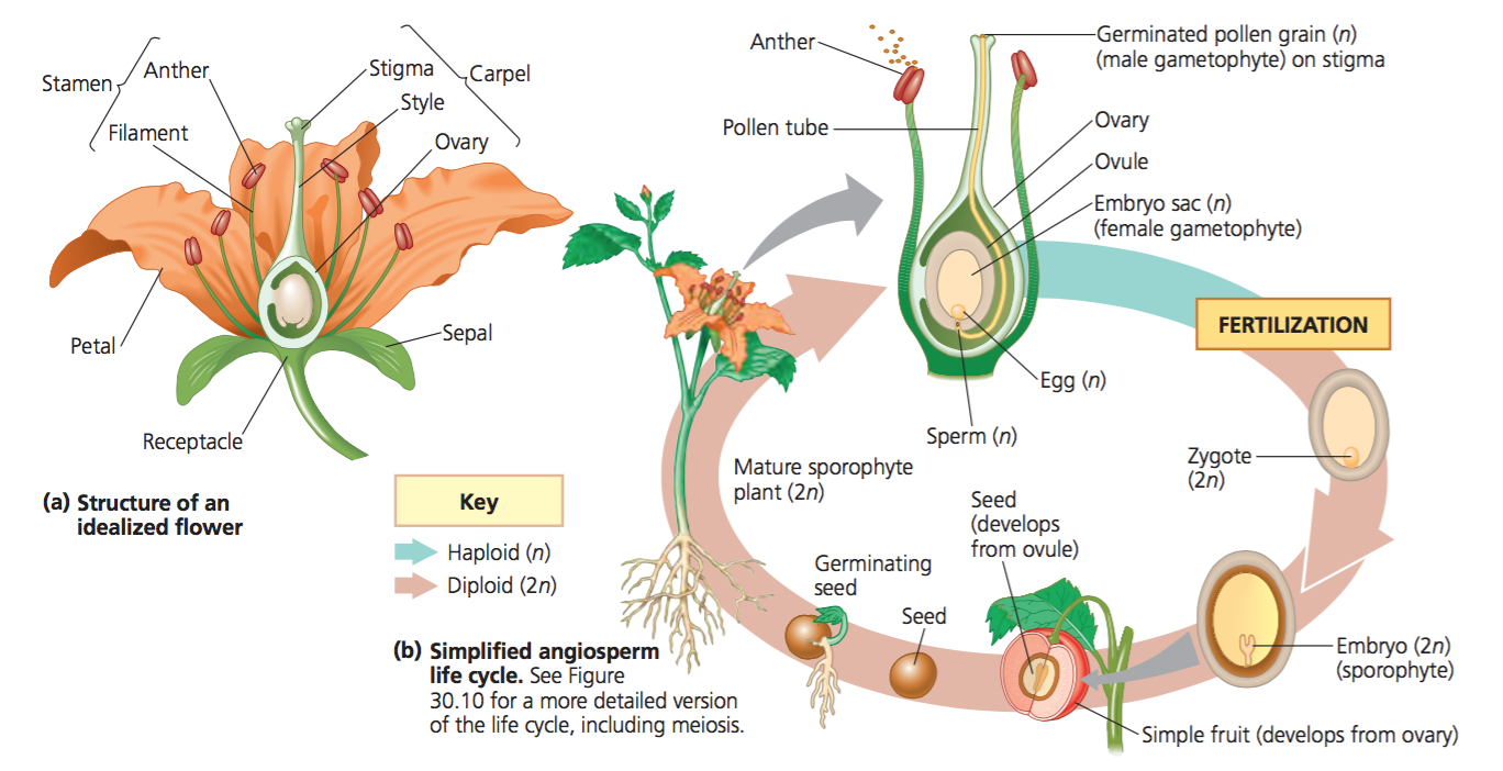 Angiosperm reproduction